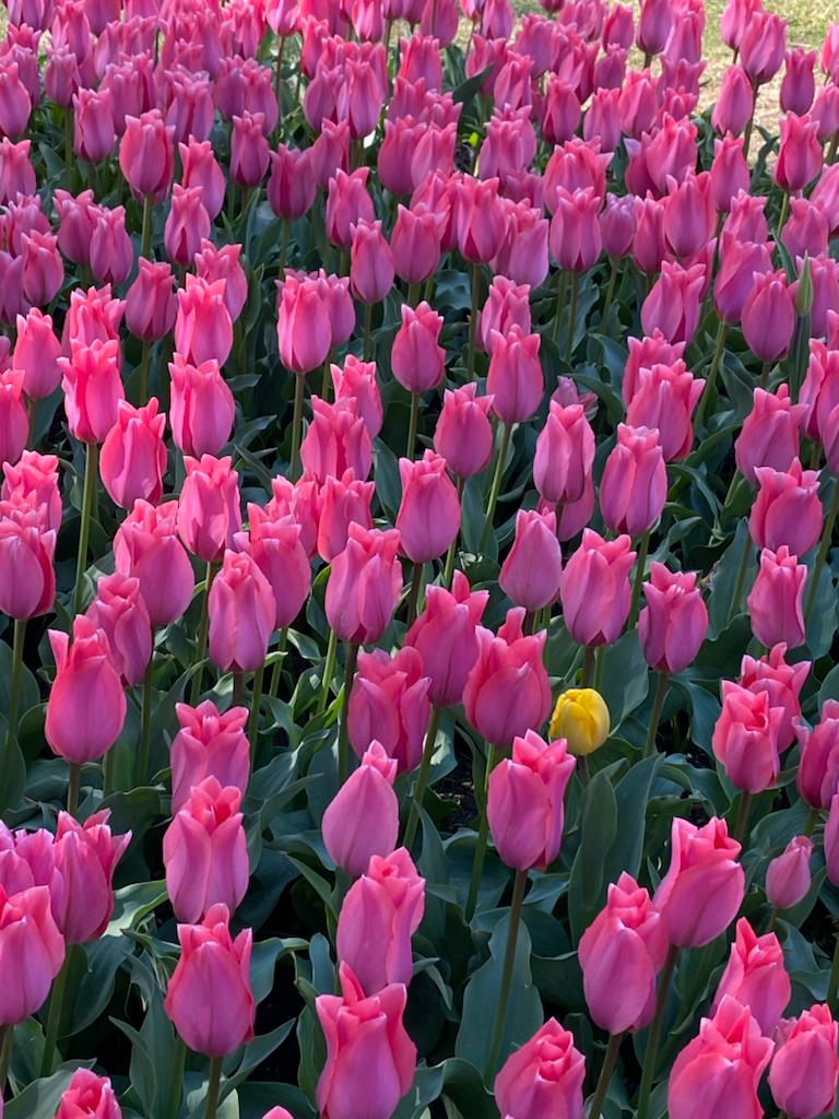 Tulipe jaune seule à Morges, canton de Vaud, en Suisse